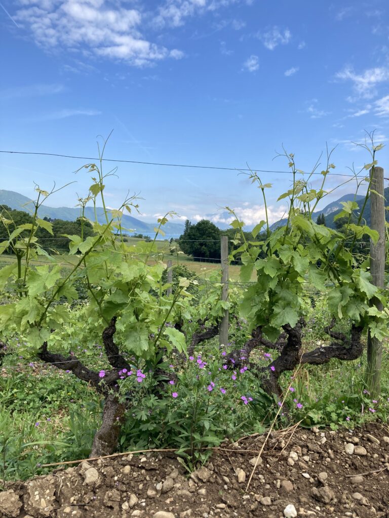Mondeuse de Justine