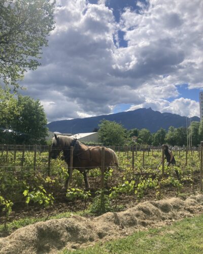 Le retour de la Vigne à Aix-les-Bains au Domaine Jacqueline